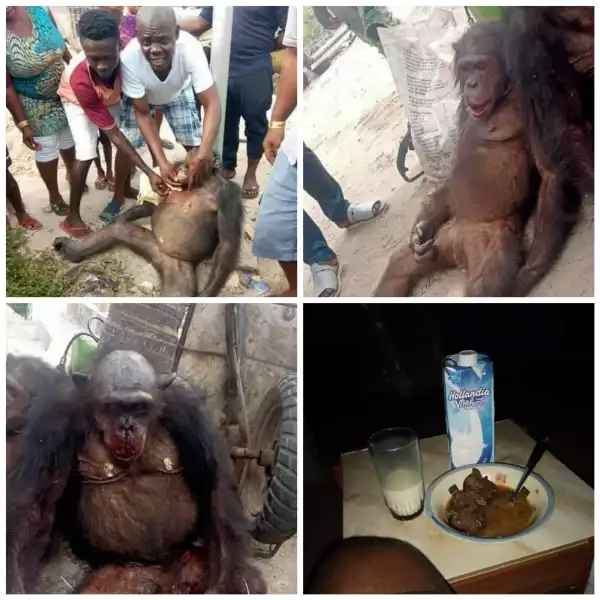 Eating endangered species into extinction" - Reactions as hunters, locals kill chimpanzee and use meat to make pepper soup in Bayelsa community