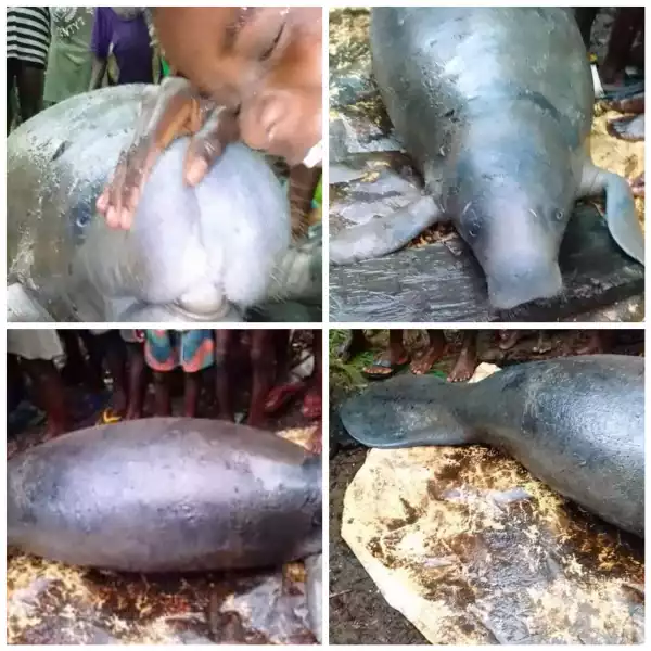 Fishermen catch marine animal, Manatee in Bayelsa community