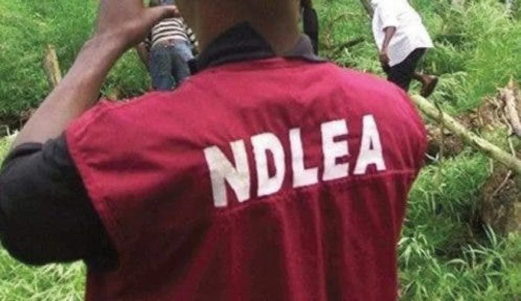 Edo: NDLEA arrests 220 suspected drug traffickers in 4 months