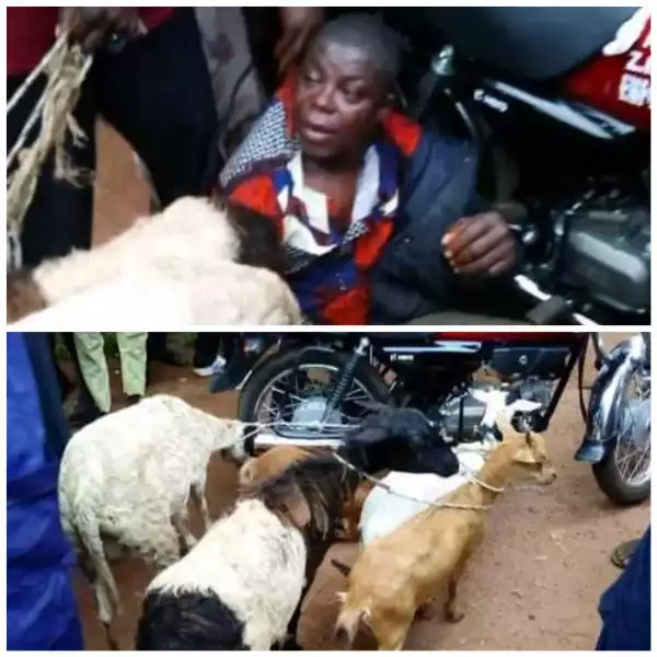 Suspected thief nabbed for allegedly stealing four goats and rams in Osun community