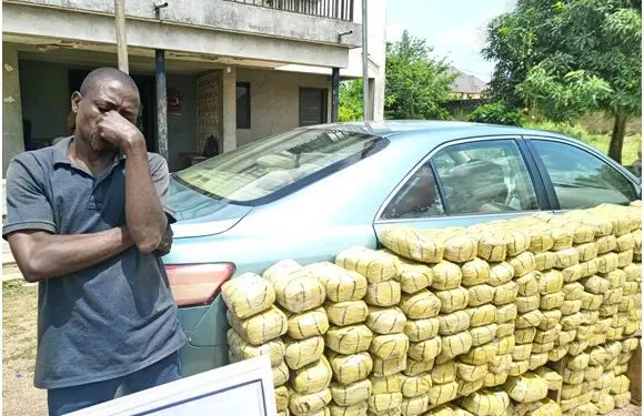 I went into Indian hemp business to fend for my family — Suspect